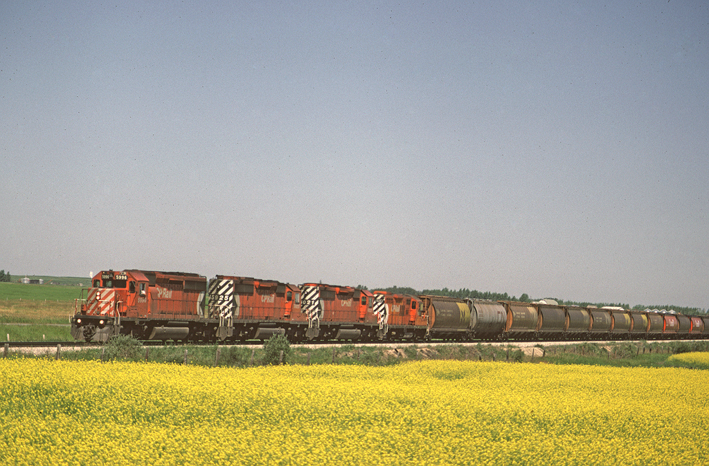 CP SD40-2 5996 leads a southbound train from Edmonton to Calgary past of field of canola.