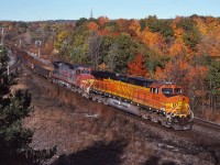 With fall colours at their peak, BNSF 4143 and BNSF 923 guide train 394 off the Dundas Sub on a beautiful fall morning.
