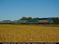 The Soya beans are starting to ready for harvest as VIA 6429 leads a 5 car LRC set on it's journey from Windsor to Toronto on September 14, 2015.