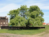 Long retired CN turntable at Hanna AB. Great spot to have a picnic under the tree & think back to the old days when the roundhouse was active. 