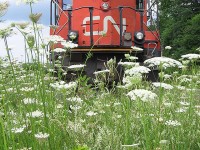 <b> STANDING TALL! </b> Despite it's age, this engine certainly isn't pushing up daisies! CN 4136 sits quietly on the siding in the railyard at Huntsville, Ontario.