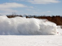 Best viewed from a distance unless you like the adrenaline of standing close. 