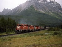 An eastbound manifest train is about to crest the Rockies. Cathedral Mountain dominates the background. Where the cars can be seen curving away is where Hector lake is situated. The tracks are level at that point but climb somewhat where the engines are.
