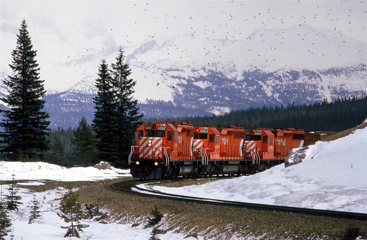 This westbound grain train scars up a flock of birds at the west end of Wapta Lake. immediately, after rounding this curve, it will descend the 2.2% grade down to and through the Spiral Tunnels.