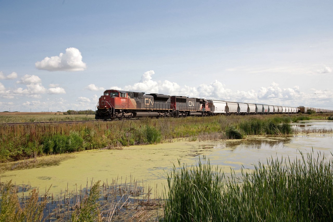 In the prairies they're called slews, and they are colourful, full of different grasses, water vegetation and of course wildlife. They dot the landscape and I soon began to appreciate their beauty as compared to Ontario ponds.
CN 317 has just met eastbound 302 at Stenberg, and is passing a slew at MP 171.4 of the Rivers Sub.