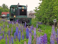 Since it's the season and everyone else is doing it, here's my contribution to the springtime "trains with wildflowers" photo frenzy. Instead of directly hooking up to the train after running around it between runs I moved the old 25-tonner ahead to a patch of lupins with some yellow lillies thrown in. Only problem was all the lillies were blooming on the track side, only a couple were on the side of the plant I was shooting from. Was joined by a gent from the Netherlands who took advantage of my little side show to snap some shots of his own.
