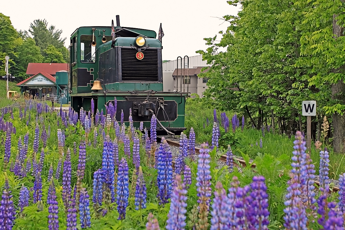 Since it's the season and everyone else is doing it, here's my contribution to the springtime "trains with wildflowers" photo frenzy. Instead of directly hooking up to the train after running around it between runs I moved the old 25-tonner ahead to a patch of lupins with some yellow lillies thrown in. Only problem was all the lillies were blooming on the track side, only a couple were on the side of the plant I was shooting from. Was joined by a gent from the Netherlands who took advantage of my little side show to snap some shots of his own.