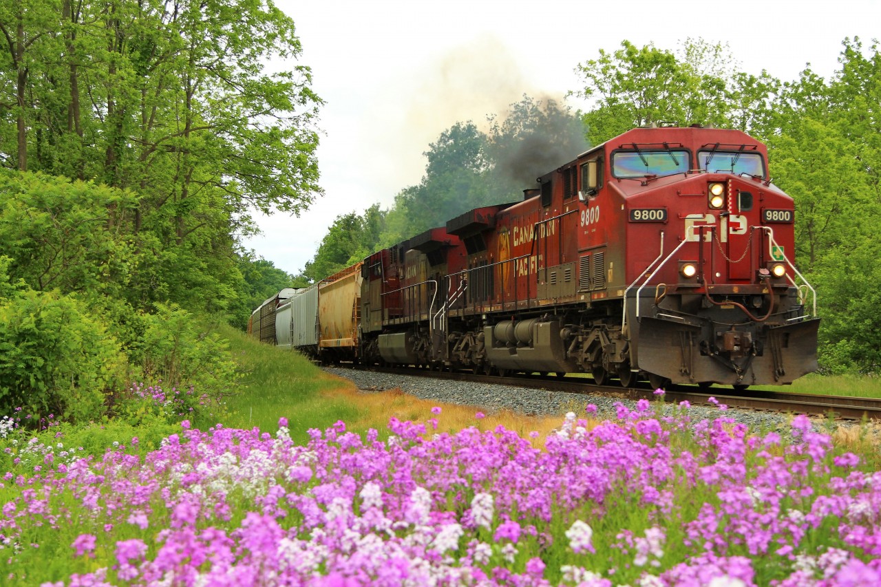 Having walked into the long grass and brush and startling a resting coyote, I had to get things back together to get this shot. Having scared both him and I, I figured I may as well use his resting spot to get my picture and here it is. CP 9800 with CP 9816 in tow, work their way from Guelph Junction down the Hamilton sub in a cloud of exhaust on their way to Desjardins.