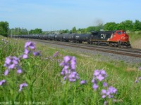 A little bit of spring - L524 arrives from London with a cut of manifest freight, tanks on the head up and one of the ex ATSF Warbonnet C40-8W's in the lead. Note for those who visit the berm, watch out for ticks - they are strong this year. You are being severely warned, DEET will be your friend and long pants. No shorts. Sadly I have my doubts it will ever get better...


