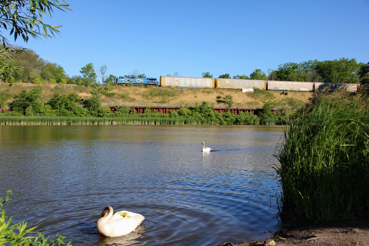 After hearing "IC 2456 west, clear to enter my limits at MP 43 Grimsby Sub", I knew I was in for a treat. 524 showed up with 86 axels of auto parts for Aldershot, then wyed his power at the Cowpath, then doubled up at Aldershot, and as pictured above, headed east for Port Robinson. Two swans began to come really close, and I became a little nervous thinking they'd ruin my picture but chasing me away, but in the end, maybe they're foamer swans and just wanted a view of the Conrail heritage :)