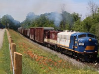 Exhaust fills the air as a pair of OSR's veteran EMD's storm out of Ingersol and up the slight grade, passing wild flowers as they head for the interchange with CP at Woodstock.
