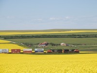 CN 8817 with 5780 pass along the bright canola fields. 