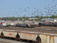 <b>Paging Alfred Hitchcock.</b> In a scene not unlike Alfred Hitchcock's <i>The Birds</i>, hundreds of birds take flight over CP's Weston Yard, presumably pigeons interested in the spilled grain found here.