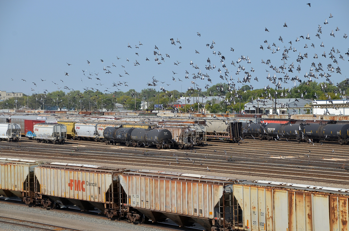 Paging Alfred Hitchcock. In a scene not unlike Alfred Hitchcock's The Birds, hundreds of birds take flight over CP's Weston Yard, presumably pigeons interested in the spilled grain found here.