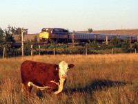 A cow grazing in the fields is more interested in me than in the 3-car VIA train, heading westbound through Queens Acres (just west of Kingston) around Mile 185 of the CN Kingston Sub.