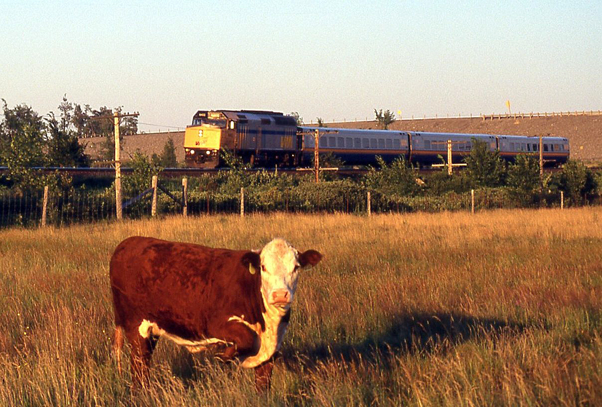 A cow grazing in the fields is more interested in me than in the 3-car VIA train, heading westbound through Queens Acres (just west of Kingston) around Mile 185 of the CN Kingston Sub.