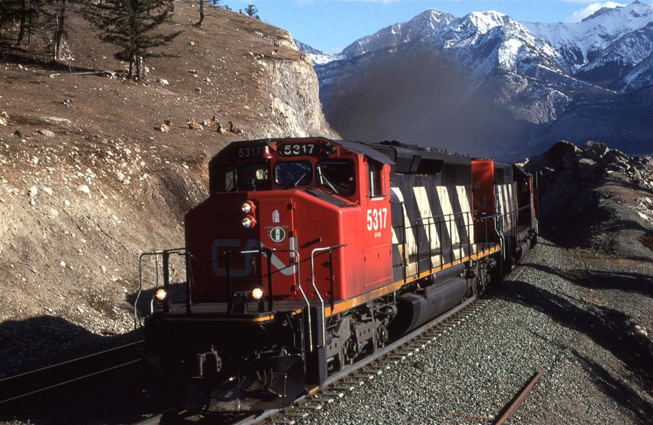 I do not recall ever seeing train #427 in Edmonton. Perhaps it came from the Alberta Resources Railway (Grande Cache).
At least 8 mountain goats watch the train and I showing complete disinterest.