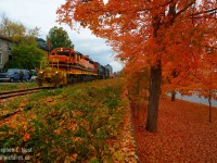 A tale of two worlds - To the right: foliage is in full bloom at Waterloo Ave Park in Guelph, Ontario with a sea of orange and red basking in the warm light of a bright overcast day. To the left is an active transportation corridor - for Trains, Automobiles and pedestrians. Genesee and Wyoming orange is on the point as train 431 begins the journey down  Kent Street. A pedestrian gestures to Engineer Ted Sills to blown his horn, to which Ted reciprocates with a quick toot.
