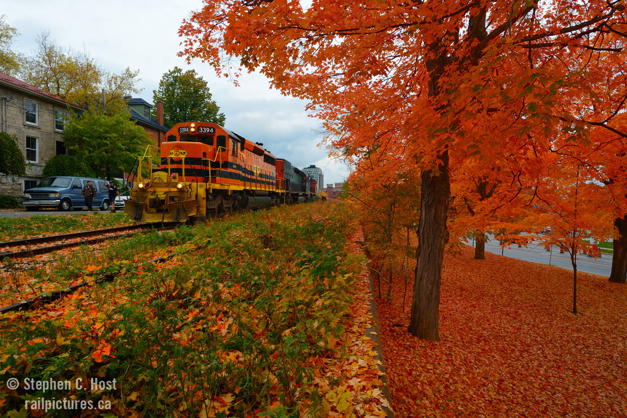 A tale of two worlds - To the right: foliage is in full bloom at Waterloo Ave Park in Guelph, Ontario with a sea of orange and red basking in the warm light of a bright overcast day. To the left is an active transportation corridor - for Trains, Automobiles and pedestrians. Genesee and Wyoming orange is on the point as train 431 begins the journey down  Kent Street. A pedestrian gestures to Engineer Ted Sillis to blown his horn, to which Ted reciprocates with a quick toot.