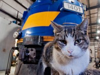 <b>Her domain</b> CJ the shop kitty strikes up a pose in front of OSR 1401, a former CN FP9. The shops is her home, lurking, hunting for mice or sleeping on nearly every engine she can jump on.