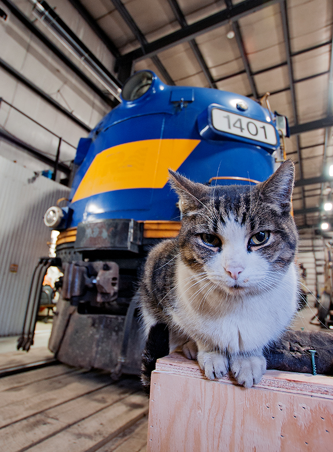 Her domain CJ the shop kitty strikes up a pose in front of OSR 1401, a former CN FP9. The shops is her home, lurking, hunting for mice or sleeping on nearly every engine she can jump on.