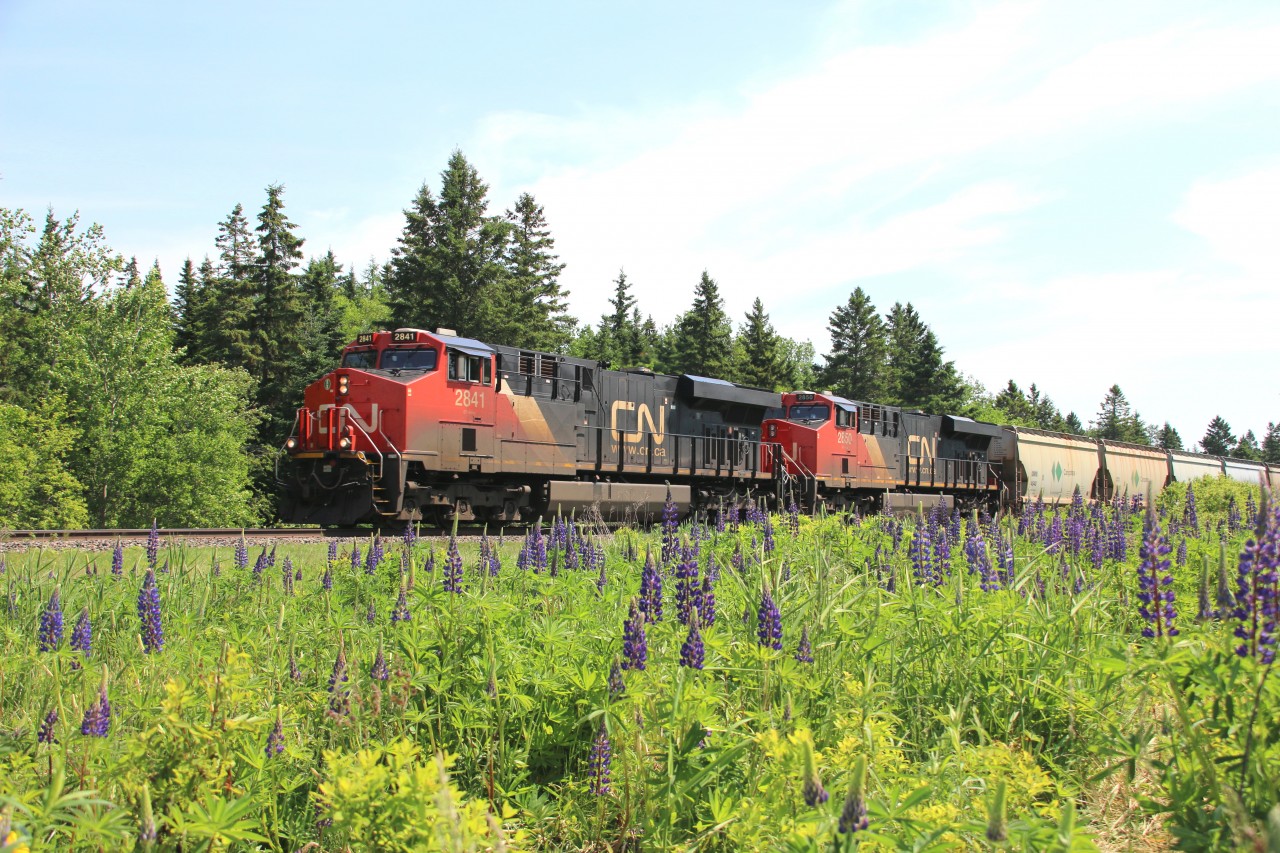 B730 passing some fresh lupine flowers at Bloomfield along the Sussex Sub, en route to Courtney Bay in Saint John, NB.