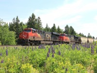 B730 passing some fresh lupine flowers at Bloomfield along the Sussex Sub, en route to Courtney Bay in Saint John, NB. 