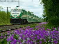 In entirely old paint - the first Westbound GO train of the day is seen charging for Kitchener passing a bloom of these purple wildflowers  - anyone know what they may be called? They seem quite prolific around here and bloom in the late spring. Thank you!



