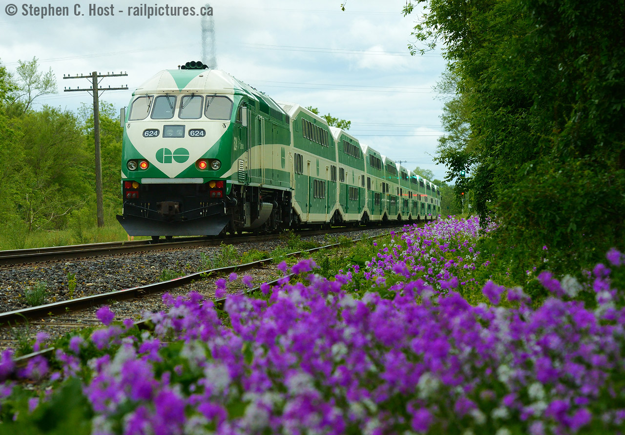 In entirely old paint - the first Westbound GO train of the day is seen charging for Kitchener passing a bloom of these purple wildflowers  - anyone know what they may be called? They seem quite prolific around here and bloom in the late spring. Thank you!