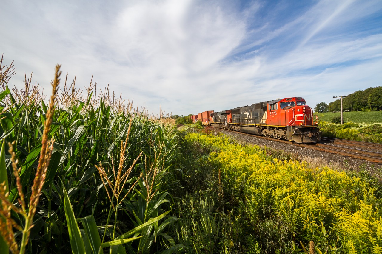 The first signs of Autumn are in the air as tall cornstalks sway in the morning breeze and Canadian National hotshot no. 148 rolls by.