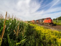 The first signs of Autumn are in the air as tall cornstalks sway in the morning breeze and Canadian National hotshot no. 148 rolls by.