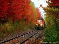 Don't get excited, the fall colours this year aren't this good, not even close. They purely and utterly are garbage. But last year, I found enough fall shots to keep me going for a few years. OSR's Guelph switcher is seen amongst a rainbow of fall colours the likes of which we won't see in 2017 - been waaay too warm around here. Also fair to note that the 8235 is now gone, a pair of GP9's in Guelph? forget it - for now.


