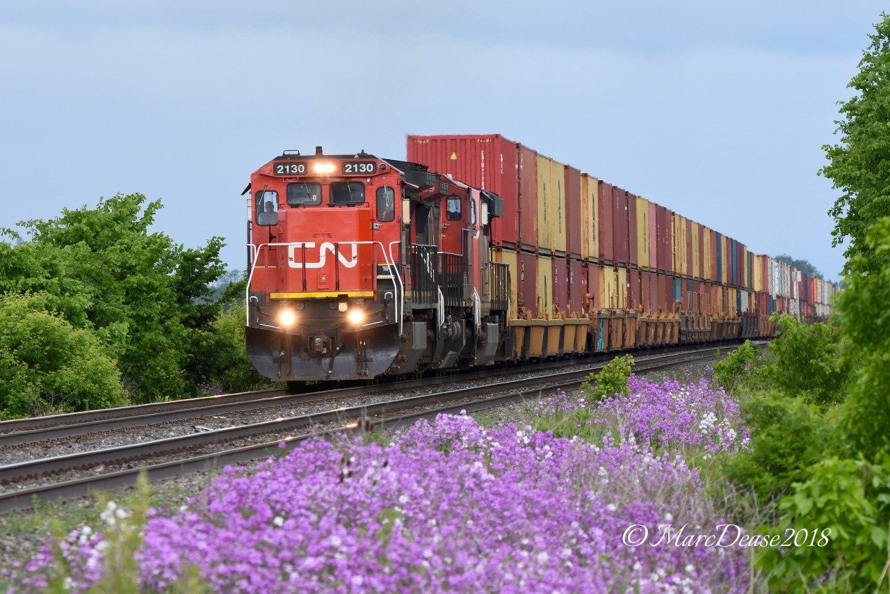 That time of year again when it's possible to shoot from the north side of the tracks at Waterworks Sideroad. The invasive Purple Loosestrife is in full bloom now as CN 2130 leads train 148 out of Sarnia.