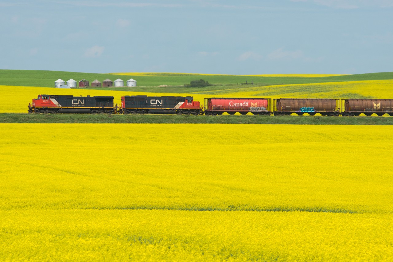 CN 199 slices through the canola fields of Keppel Saskatchewan.