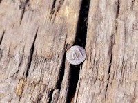 So this little guy tells quite a story. The year he was placed in this railroad tie (sleepers in the UK) , the wooden pieces that railroad tracks are secured to was 1941. England and the Commonwealth had already been at war with Nazi Germany for 3 years. The Battle of Britain was over. America was not yet involved in the conflict.
Average Cost of new house $4,075.00
Average wages per year $1,750.00
Cost of a gallon of Gas 12 cents
Average Cost for house rent $32.00 per month
Beautyrest mattress $39.50
Average Price for a new car $850.00
Apples,  25 cents for 2 pounds
Bacon Sliced 59 cents per pound .
And this railroad date nail was placed in the wooden tie 77 years ago!  Railroads used them to know the exact date the tie was placed in the roadbed. Amazing that it has survived this long when most railroad ties are replaced about every 25 years. 
I am not sure if its that says anything bad about railroad maintenance, but the nail was on a 100 yr old bridge over the Humber River that is being replaced in September.
Of course I removed it and took this little piece of history home.