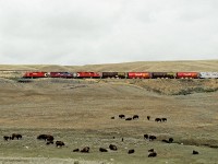 The Assiniboia tramp running from Shaunavon to Assiniboia passes a domesticated Buffalo herd in the Notukeu Valley 