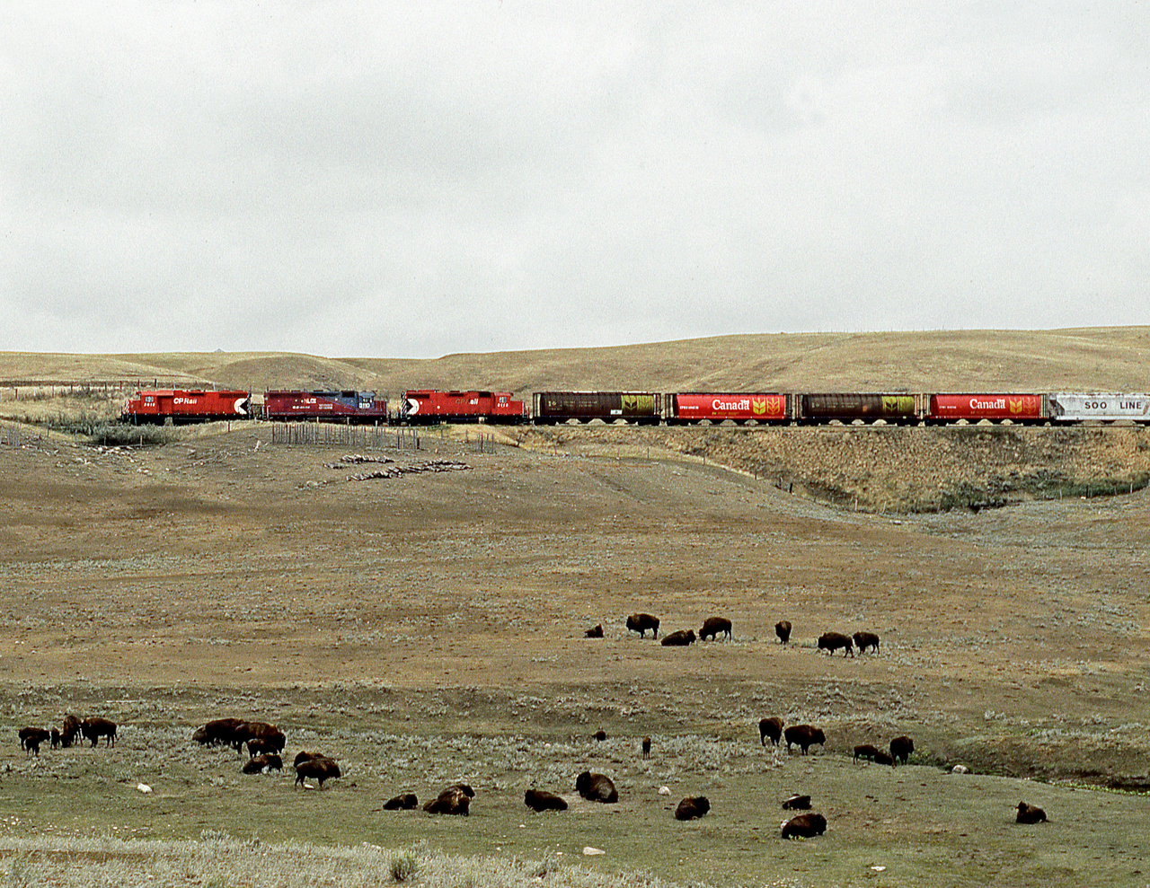 The Assiniboia tramp running from Shaunavon to Assiniboia passes a domesticated Buffalo herd in the Notukeu Valley