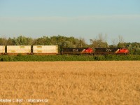 CN 149 passing by fields of gold, in the golden last rays of sunshine on a long summer day. What a great summer this was.