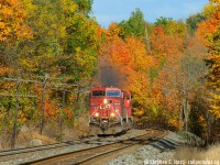 Leaves rustle along the tracks while CP 8534 works hard passing beautiful fall colours along Campbellville hill, the ruling grade of the CPR Galt subdivision. 
For me fall is a very unpredictable season, owing to lots of clouds and the rarity of sun, plus copious family plans usually means my time spent looking for colour are limited. So I took a day off when it looked like a nice sunny day, blue skies gave way to mostly cloudy by mid morning. I had almost given up for the day by 1 PM and instead opted to press my luck, and I'm glad I did. Indeed luck was on my side as the clouds were starting to break (50-75% clouds) and I was gifted with sun at the right moments for the only afternoon trains on the Galt subdivision.