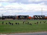 CN local #519 with GP9RM's 4131 and 7069 switch the Invista Canada plant in Kingston, disturbing some of the local resident geese nearby. Invisita (formerly Dupont Canada) is located at the end of the Cataraqui Spur, branching off of CN's Kingston Sub at Mile 178.