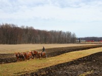 Work horses of a different time. We are in Mennonite country and these people work their fields like so many did at the turn of 20th century. Here a farmer plows his field with 6 horses, meanwhile in the background the crew of the Ontario Southland continues its journey west to St. Thomas along the Cayuga Sub with a combined 2400 horses at the hoggers finger tips. Doubtful he will have to unleash them all, for too long anyway as they only have two cars in tow. The hopper from Courtland, the tank from Tillsonburg.