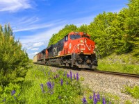 Shiny AC 3862 leads train 406, wasting no time, as they cruise down hill into Rothesay, New Brunswick, on a beauty of a Saturday in June. 