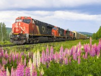 Tier 4 CN 3070 leads train 305, about to crest the hill at Pelletier, PQ. 