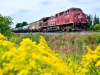 CP 8126 leads CP 650 through Drumbo. BNSF 8470 is the rear DPU for this train. 