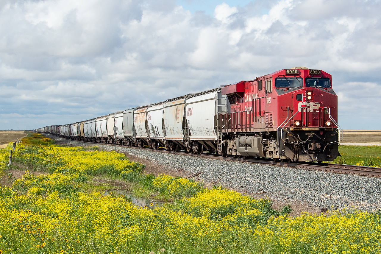I chased K50 out of Moose Jaw and though it wasn't the most exciting power, I have to say, it was a pretty fun chase. K50 is the Weyburn turn and runs as required according to the Trackside Guide. On this particular day it was 8920 solo with 99 grain empties. I am going to hazard a guess that the empties were for the Weyburn Inland Terminal, though I can't say for sure. There are a couple reasons why this chase was pretty fun. First, the Weyburn Sub parallels Highway 39, and though the trains go at a decent clip it still isn't too onerous to get back out ahead of them even after the entire train has passed you to try again at a crossing further down the line. Given that it was mostly cloudy, I think I had to try at about four or so crossings before I finally got sun on the head end. This just added to the fun of the chase, though, and it's not like I had anything better to do on a Sunday in Moose Jaw than to chase a solo GE with 99 grain empties across the prairies. If memory serves I think I retreated back to Moose Jaw after getting to Rouleau or so.