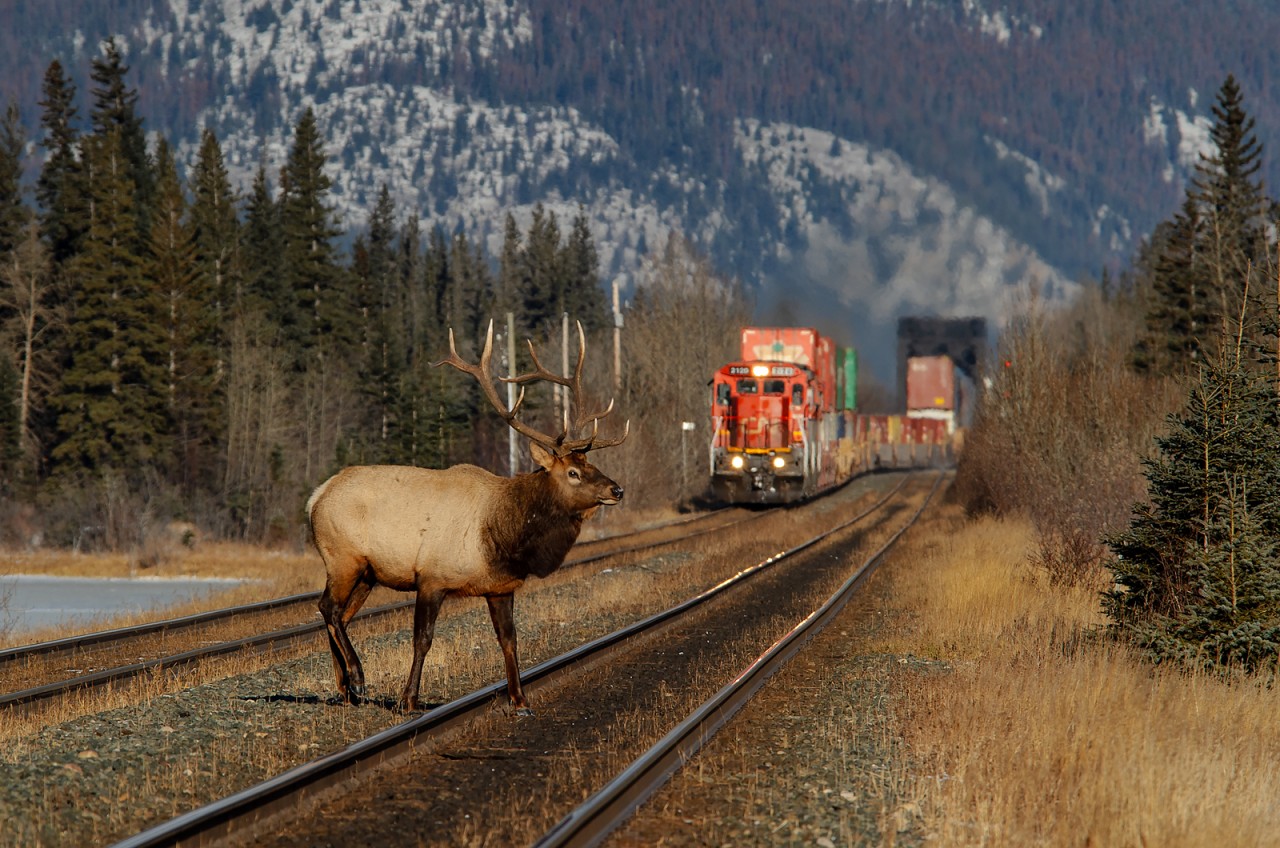 A large bull elk crosses over the busy Edson Sub at Henry House to go and meet his three brothers that just did the same as Q143 comes barreling down the north track with a pair of C40-8s leading.