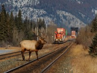 A large bull elk crosses over the busy Edson Sub at Henry House to go and meet his three brothers that just did the same as Q143 comes barreling down the north track with a pair of C40-8s leading.