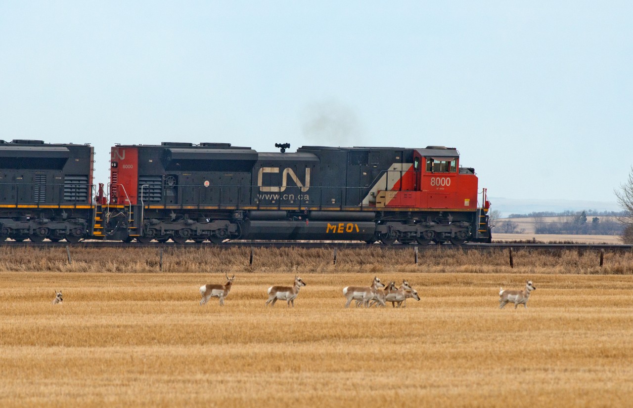 Studies suggest that one in eight antelope find trains at least mildly interesting.