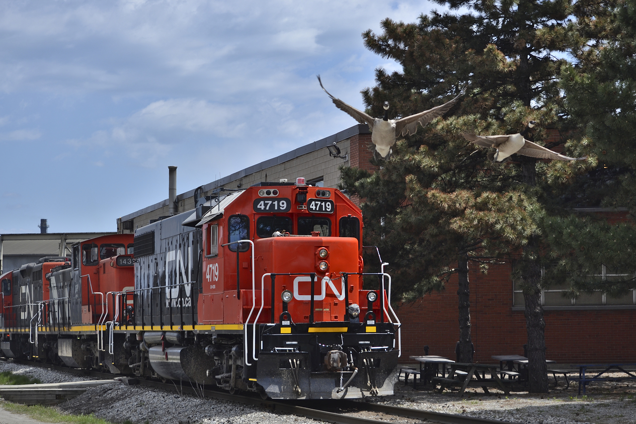 At first I thought they weren't going to notice the train, then I thought they weren't going to notice me!