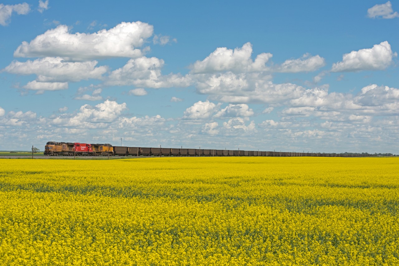 CP 851 (Thunder Bay-Sparwood) operating as a K53 (Broadview-Moose Jaw local) makes it's way west through the canola fields of Saskatchewan with UP7898, CP4446 and UP6845 up front for power.